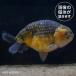 [ золотая рыбка ] жираф ланч .u( Indonesia )(L)KRR02(14-16cm)[ аквариумная рыбка ][ аквариум ] особь другой [ золотая рыбка ][ аквариумная рыбка ][ пресноводная рыба ] аквариум 