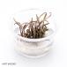  Cryptocoryne n- Lee ( организация разведение cup ) (S) аквариум 