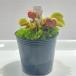[ еда насекомое растения ]Dionaea muscipula 'Red Piranha' мухи toli saw красный стойка nia[ декоративное растение ][koke] аквариум 