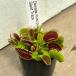 [ еда насекомое растения ]Dionaea muscipula 'Giant Trap' мухи toli saw ja Ian to ловушка [ декоративное растение ][koke] аквариум 