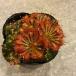 [ еда насекомое растения ]Drosera Tokaiensistou kai mousengoke[ декоративное растение ][koke] аквариум 