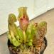 [ еда насекомое растения ]Sarracenia purpurea ver. venosa Sara seniapa-p редкость beno-sa[ декоративное растение ][koke] аквариум 