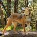 ���t�E�F�A �N���b�O�J���[ �� ��� ��^�� ���^�� ���^�� (ruffwear) �֘A�摜4