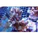 [ коралл ] bleed eda common коралл (Red Polyp)( особь распродажа )(±9cm)No.1( организм )