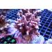 [ коралл ] bleed eda common коралл (Red Polyp)( особь распродажа )(±9cm)No.2( организм )