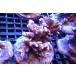 [ коралл ] bleed eda common коралл (Red Polyp)( особь распродажа )(±9cm)No.3( организм )
