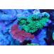 [ коралл ] bleed незначительный common коралл (Two Colors)( особь распродажа )(±10-13cm)No.1( организм )
