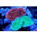 [ коралл ] bleed незначительный common коралл (Two Colors)( особь распродажа )(±10-13cm)No.3( организм )