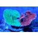[ коралл ] bleed незначительный common коралл (Two Colors)( особь распродажа )(±10-13cm)No.4( организм )