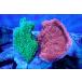 [ коралл ] bleed незначительный common коралл (Two Colors)( особь распродажа )(±10-13cm)No.5( организм )