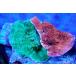 [ коралл ] bleed незначительный common коралл (Two Colors)( особь распродажа )(±10-13cm)No.6( организм )