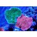 [ коралл ] bleed незначительный common коралл (Two Colors)( особь распродажа )(±10-13cm)No.7( организм )