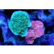 [ коралл ] bleed незначительный common коралл (Two Colors)( особь распродажа )(±10-13cm)No.9( организм )