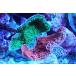 [ коралл ] bleed незначительный common коралл (Two Colors)( особь распродажа )(±10-13cm)No.10( организм )
