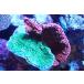 [ коралл ] bleed незначительный common коралл (Two Colors)( особь распродажа )(±10-13cm)No.11( организм )