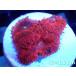 [ коралл ] oo taba коралл (Solid Red/f ковер )( особь распродажа )No.13( организм )
