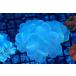 [ коралл ] Bubble коралл ( прозрачный цвет )M размер ( особь распродажа )(±10-12cm)No.1( организм )