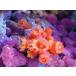 [ коралл ] бородвка коза sp.( orange )( особь распродажа )(±4-5cm)No.1( организм )