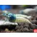 [ креветка ][ шримс ][5 шт комплект ] бирюзовый голубой M (1.2-1.5cm)