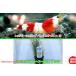 [ креветка ][ шримс ][10 шт ] Red Bee Shrimp частота M размер (±1.2cm)&amp; Toro pika фирма Short волосы - стакан 1POT