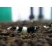 [ креветка ][ шримс ][5 шт комплект ] черный тень шримс King Kong &amp; Panda MIX(±1.2cm)