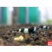 [ креветка ][ шримс ][10 шт ] черный тень шримс Panda M(±1.2cm)
