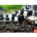 [ креветка ][ шримс ][5 шт ] черный тень шримс Panda L(±1.5cm)