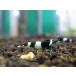 [ креветка ][ шримс ][5 шт ] черный тень шримс Panda M(±1.2cm)