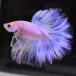 [SALE:5990-4790 иен ] бойцовая рыбка тропическая рыба организм половина moon пастель мужской оттенок голубого 