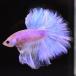  бойцовая рыбка тропическая рыба организм половина moon пастель мужской оттенок голубого 