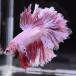 [SALE:5990-4790 иен ] бойцовая рыбка тропическая рыба организм половина moon розовый мужской оттенок красного 
