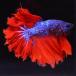 [SALE:5990-4790 иен ] бойцовая рыбка тропическая рыба организм половина moon перо tail мужской оттенок красного 