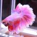 [SALE:5990-4790 иен ] бойцовая рыбка тропическая рыба организм половина moon розовый мужской оттенок красного 
