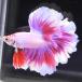 [SALE:5990-4790 иен ] бойцовая рыбка тропическая рыба организм половина moon розовый мужской оттенок красного 