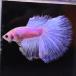  бойцовая рыбка тропическая рыба организм половина moon пастель мужской оттенок голубого 