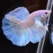  бойцовая рыбка тропическая рыба организм половина moon Dumbo Suite мужской оттенок голубого 