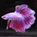  бойцовая рыбка тропическая рыба организм половина moon розовый мужской оттенок красного 