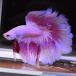  бойцовая рыбка тропическая рыба организм половина moon розовый мужской оттенок красного 