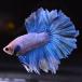  бойцовая рыбка тропическая рыба организм половина moon голубой Suite мужской 