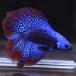  бойцовая рыбка тропическая рыба организм двойной tail половина moon Чужой голубой мужской оттенок голубого 