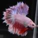  бойцовая рыбка тропическая рыба организм половина moon розовый мужской оттенок красного 