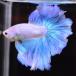  бойцовая рыбка тропическая рыба организм половина moon голубой Suite мужской оттенок голубого 