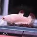  бойцовая рыбка тропическая рыба организм pra cut красный Dragon snou женский размножение 