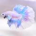  бойцовая рыбка тропическая рыба организм половина moon Dumbo Suite мужской оттенок голубого 