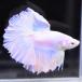  бойцовая рыбка тропическая рыба организм половина moon пастель мужской оттенок голубого 