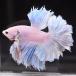  бойцовая рыбка тропическая рыба организм половина moon Dumbo Suite мужской оттенок голубого 