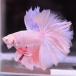  бойцовая рыбка тропическая рыба организм половина moon розовый мужской оттенок красного 