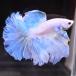 бойцовая рыбка тропическая рыба организм половина moon Dumbo Suite мужской оттенок голубого 