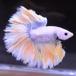  бойцовая рыбка тропическая рыба организм половина moon желтый Gris  cell мужской оттенок голубого 