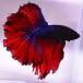  бойцовая рыбка тропическая рыба организм половина moon голубой красный мужской 